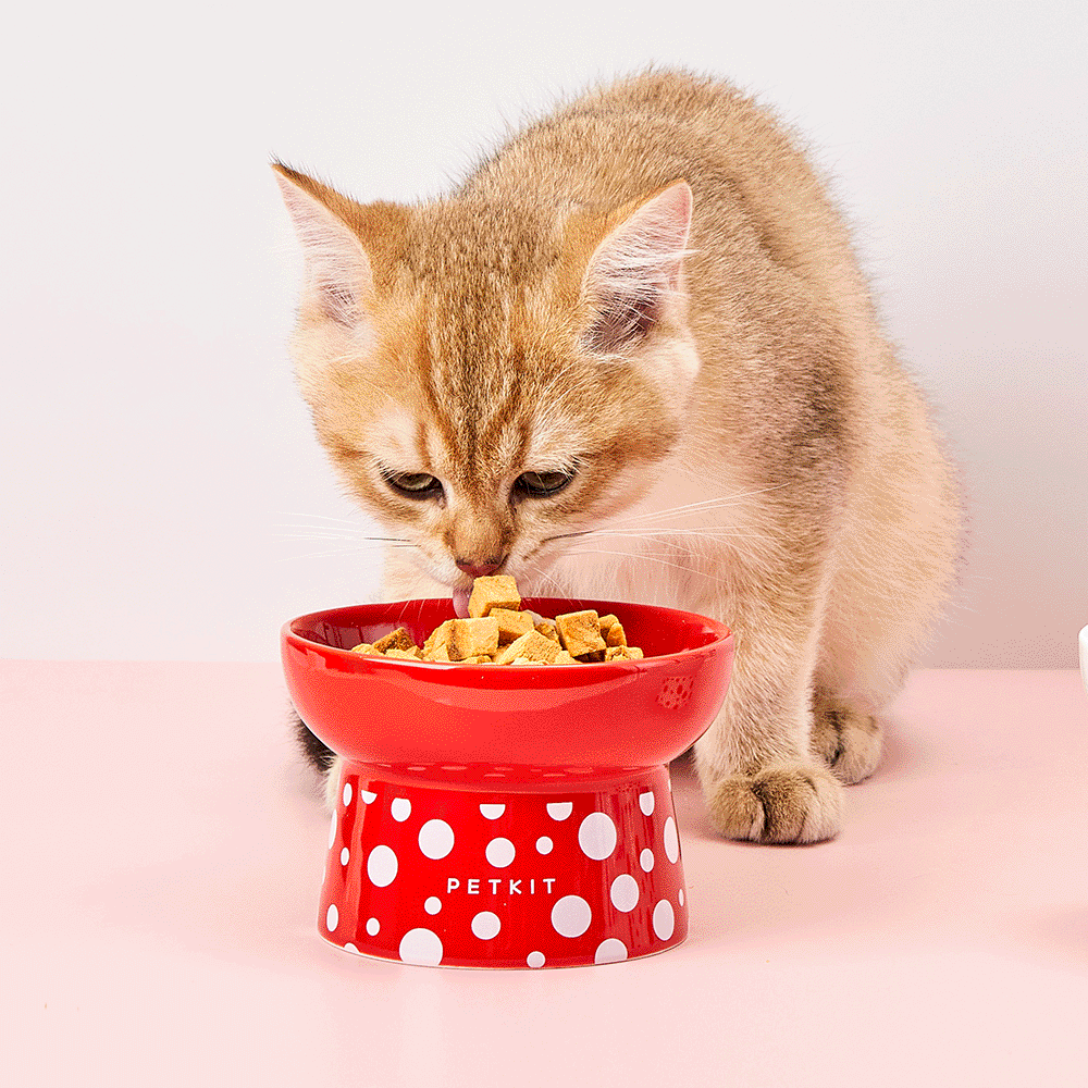 PetKit Polka Dot Ceramic Bowl - Image 3