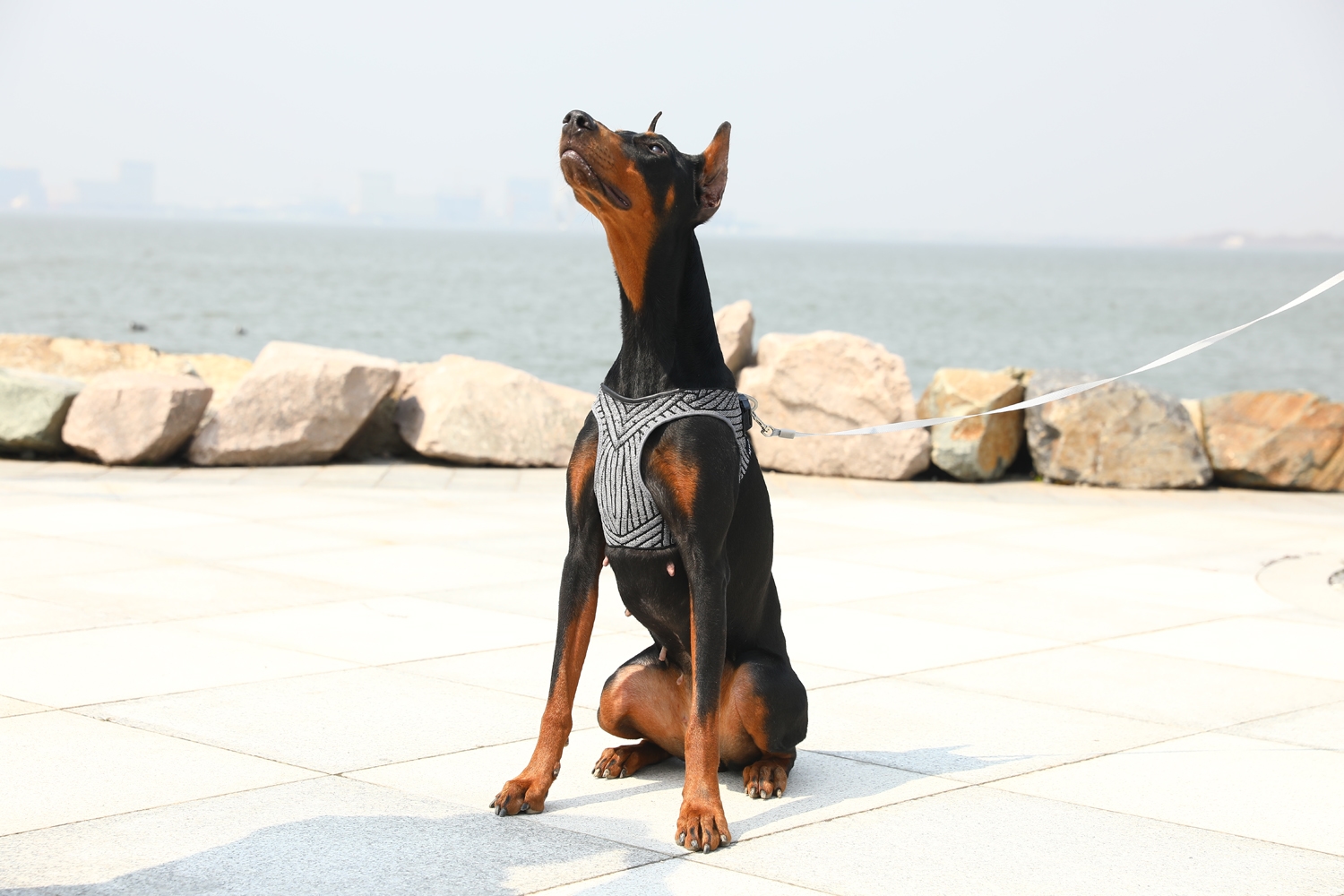 PetKit Air Fly Dog Harness - Image 6