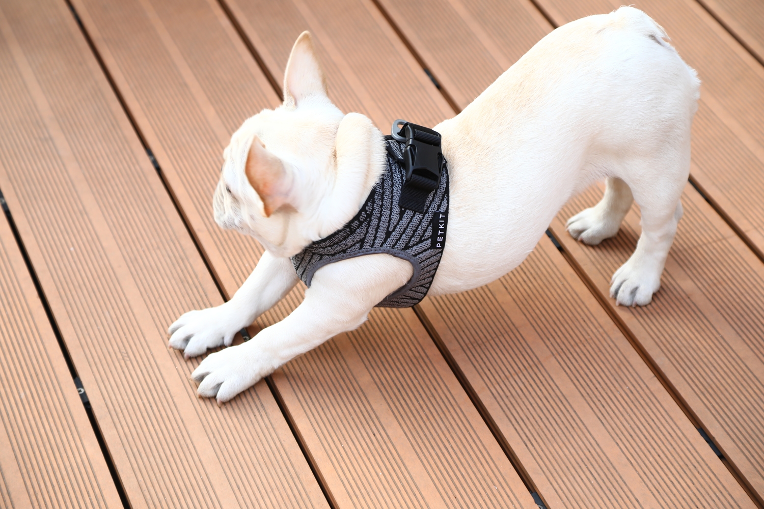 PetKit Air Fly Dog Harness - Image 8