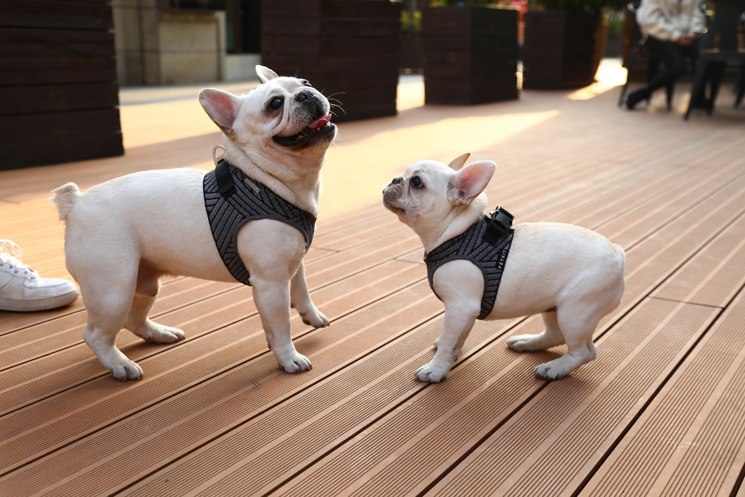 PetKit Air Fly Dog Harness - Image 9
