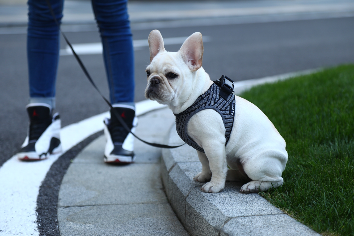 PetKit Air Fly Dog Harness - Image 5