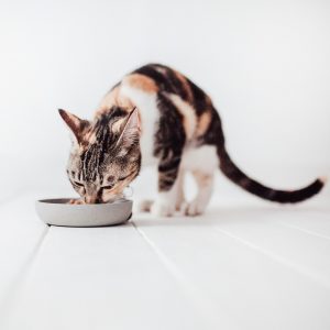 Alternative view of District 70 BAMBOO Cat Bowl