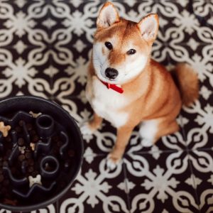 Alternative view of District 70 BAMBOO Slow Feeder Pet Bowl, Dark Grey