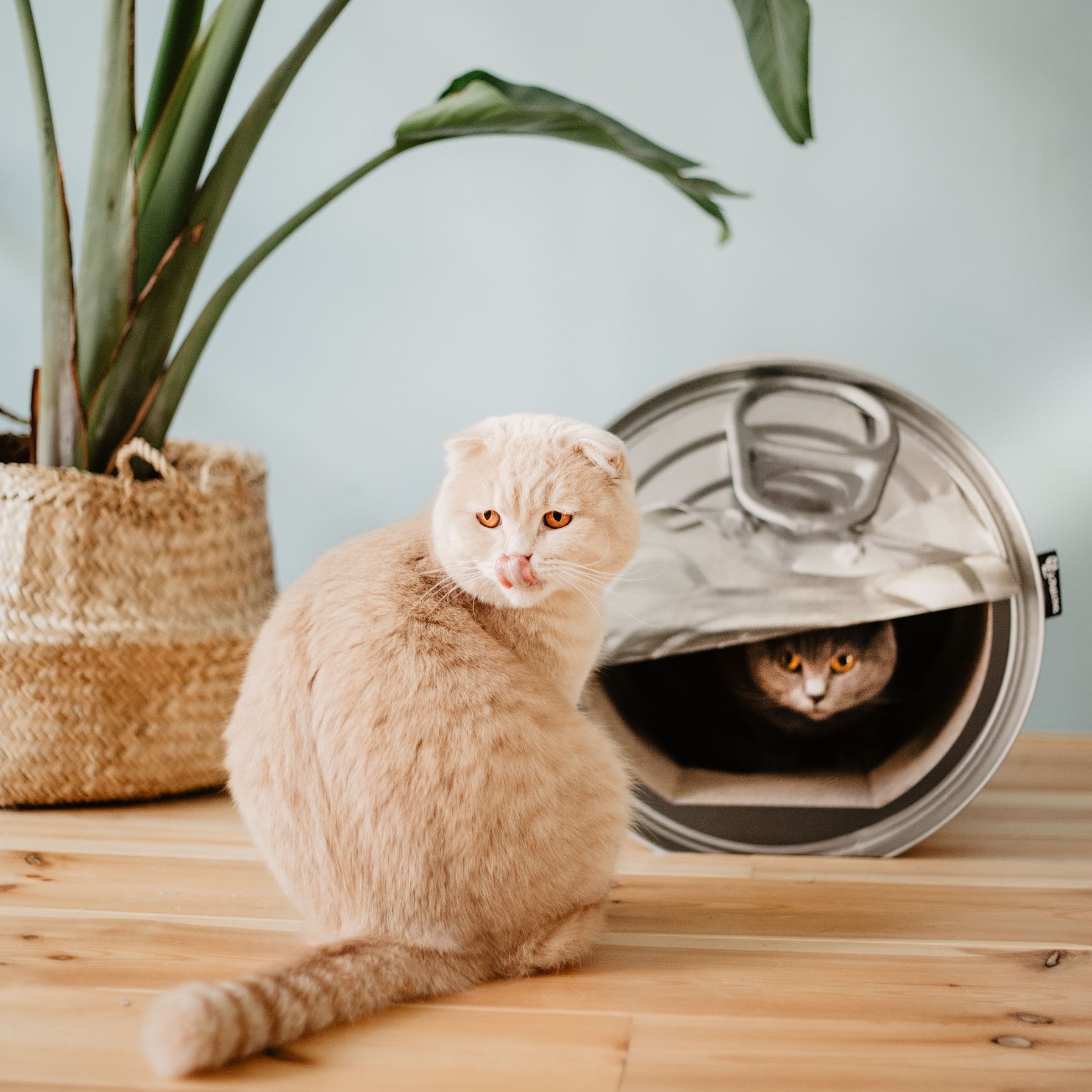 District 70 CAN, Funny Cat Scratcher - Image 4