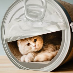 District 70 CAN, Funny Cat Scratcher