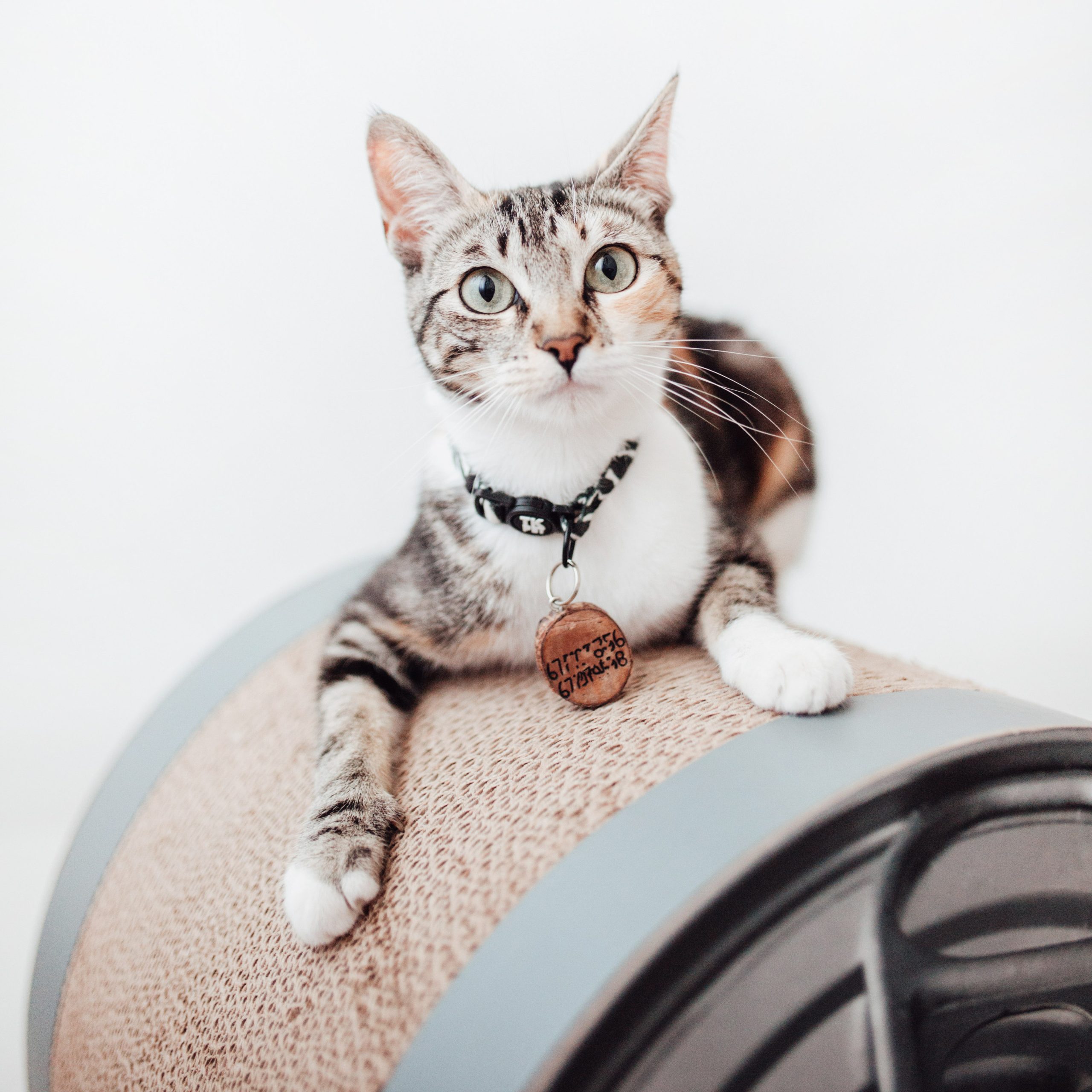 District 70 CAN, Funny Cat Scratcher - Image 3