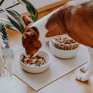 Alternative view of District 70 BAMBOO Pet Bowl, Merengue
