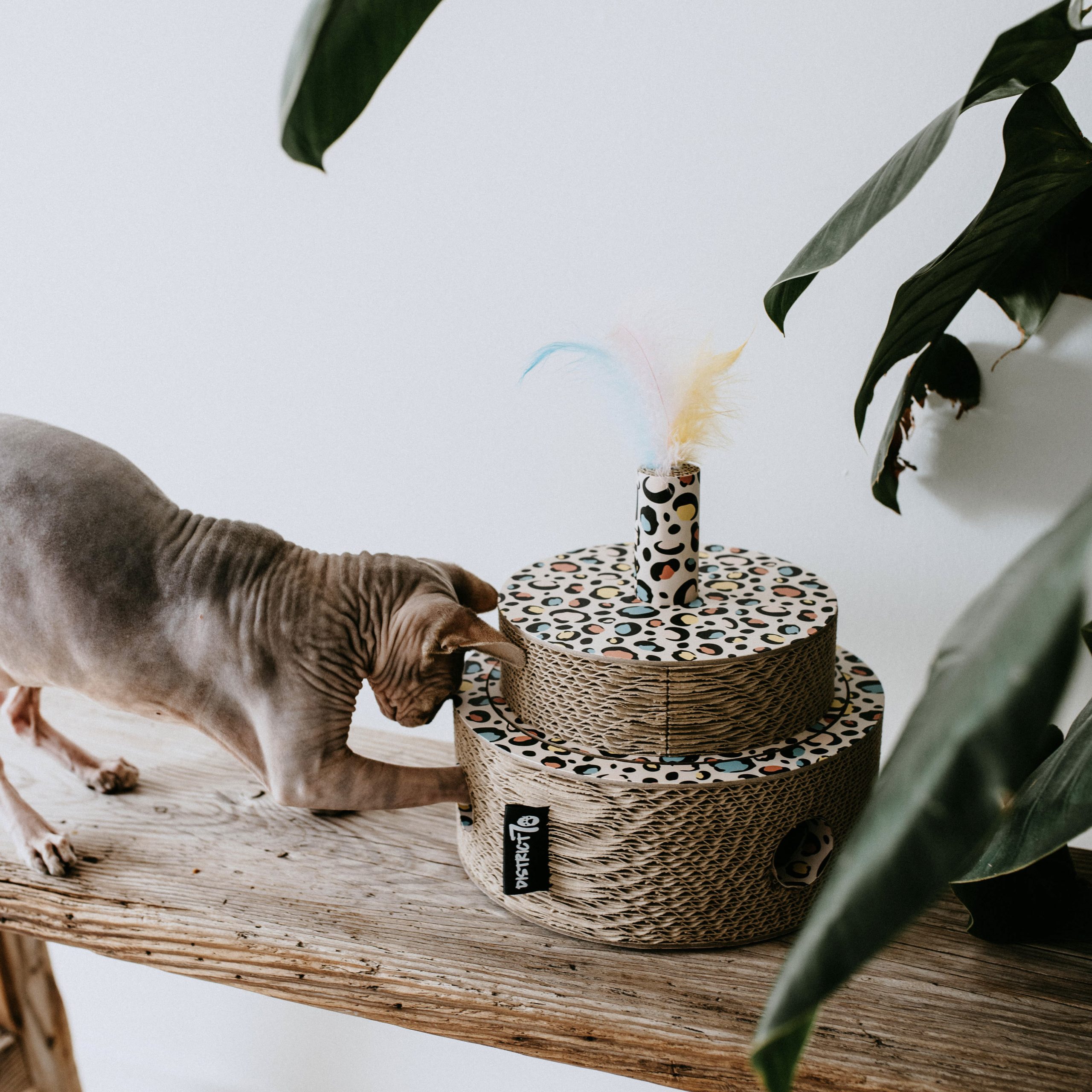 District 70 FIESTA, Sprinkle