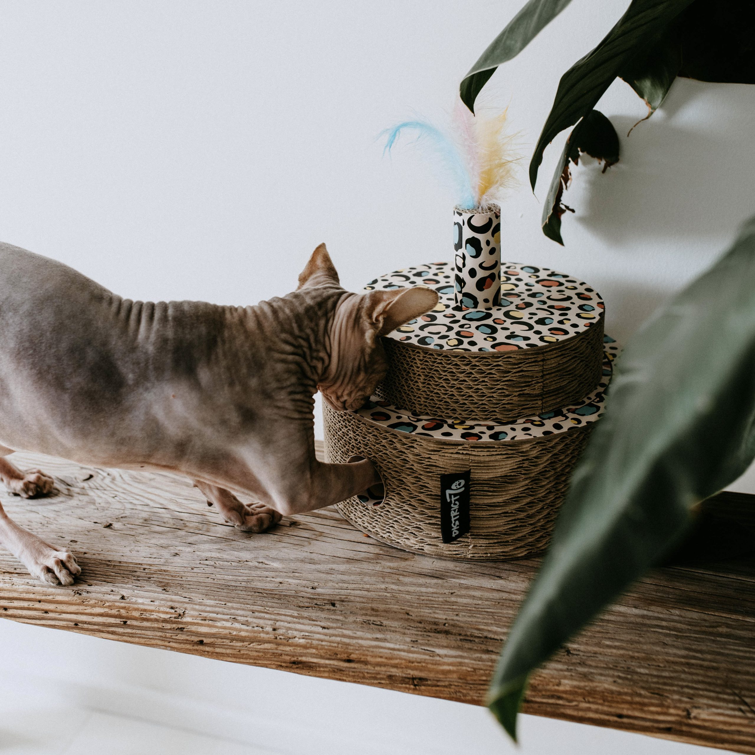 District 70 FIESTA, Sprinkle - Image 5