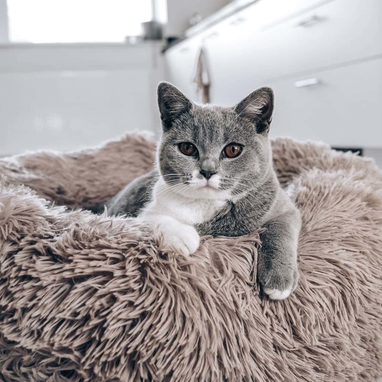 District 70 FUZZ Fluffy Donut Bed, Light Grey - Image 2