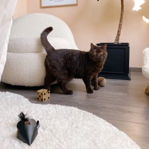 Alternative view of District 70 GIFT SET, Set of 3 Cat Toys