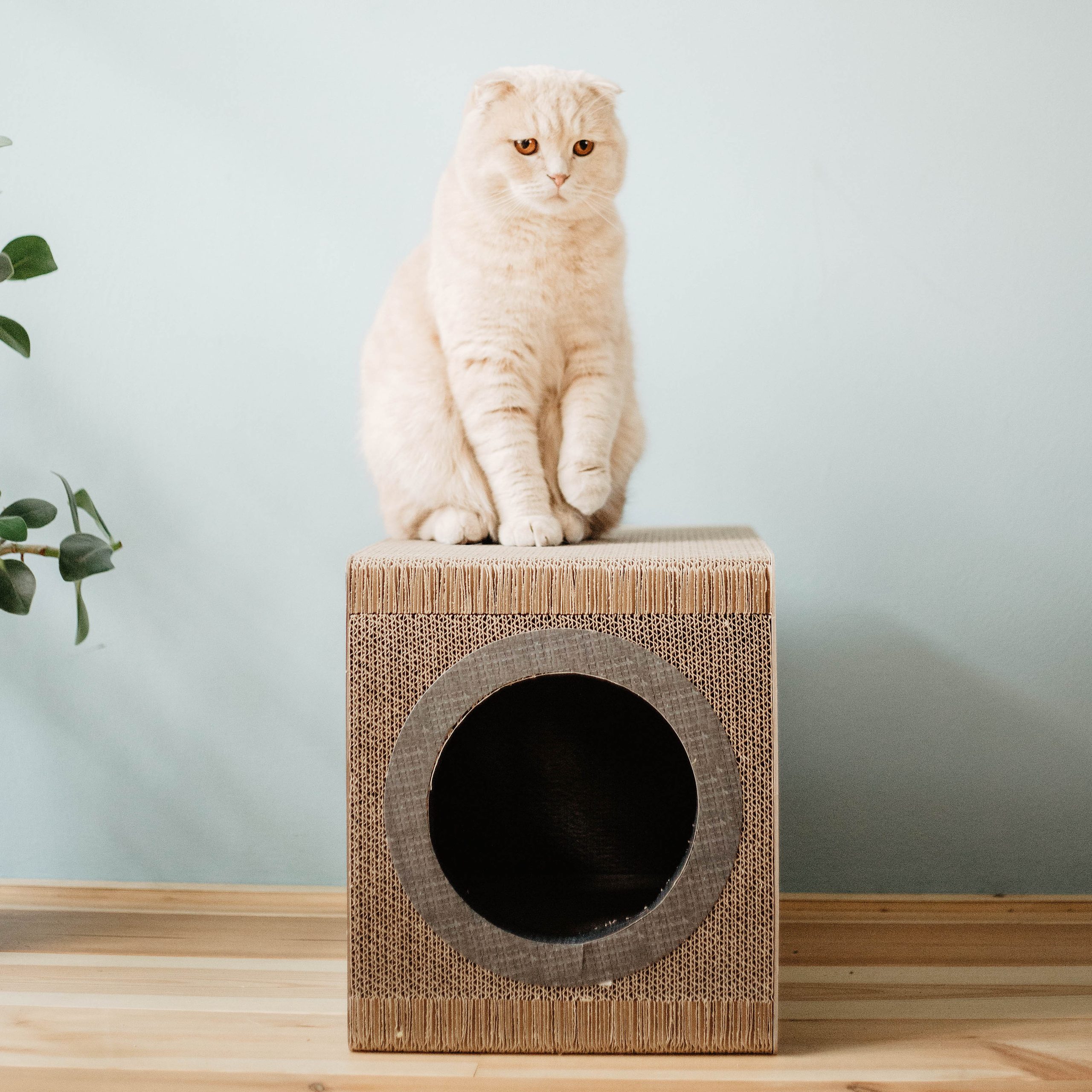 District 70 MIXTAPE, Retro Cardboard Cat Scratcher - Image 3