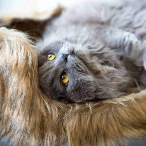 Alternative view of District 70 NORDIC, Scandinavian Cat Bed