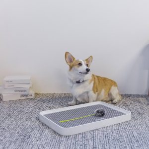 Alternative view of PetKit Pura Dog Training Pee Tray