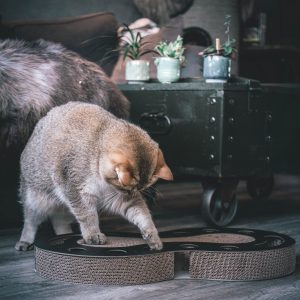 District 70 SNAKE Multifunctional Cat Toy, Black