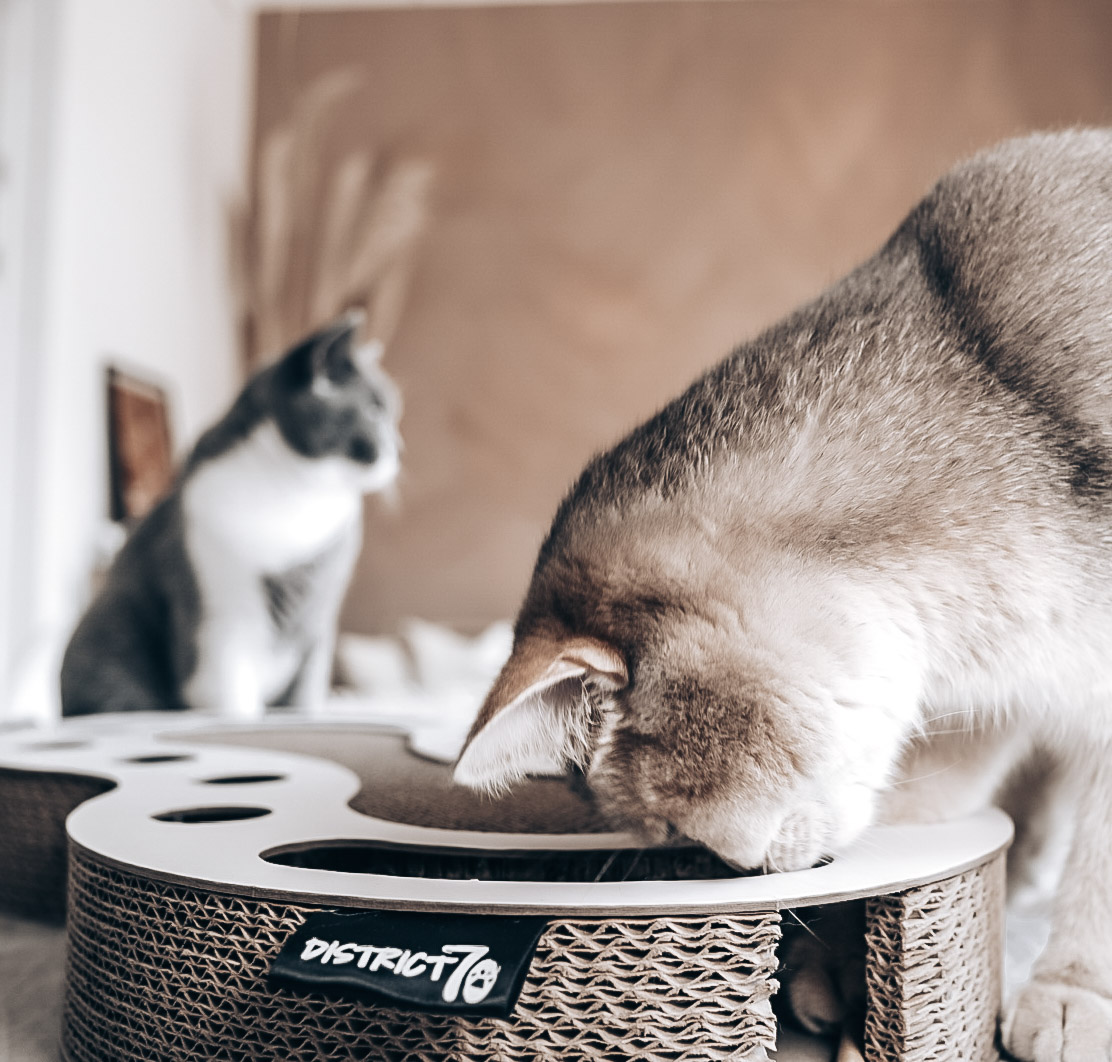 District 70 SNAKE Multifunctional Cat Toy, White - Image 4