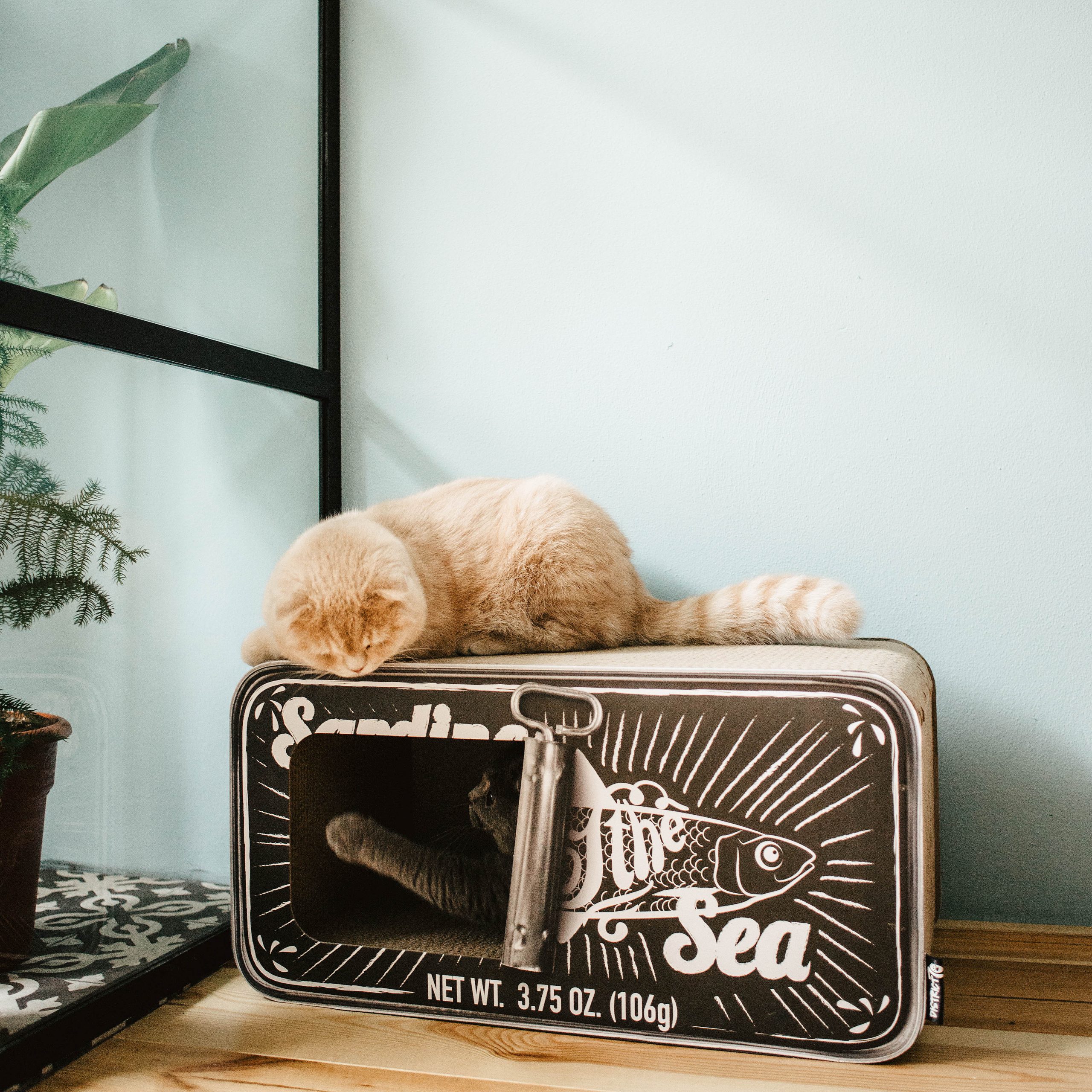 District 70 Sardine, Black - Image 3