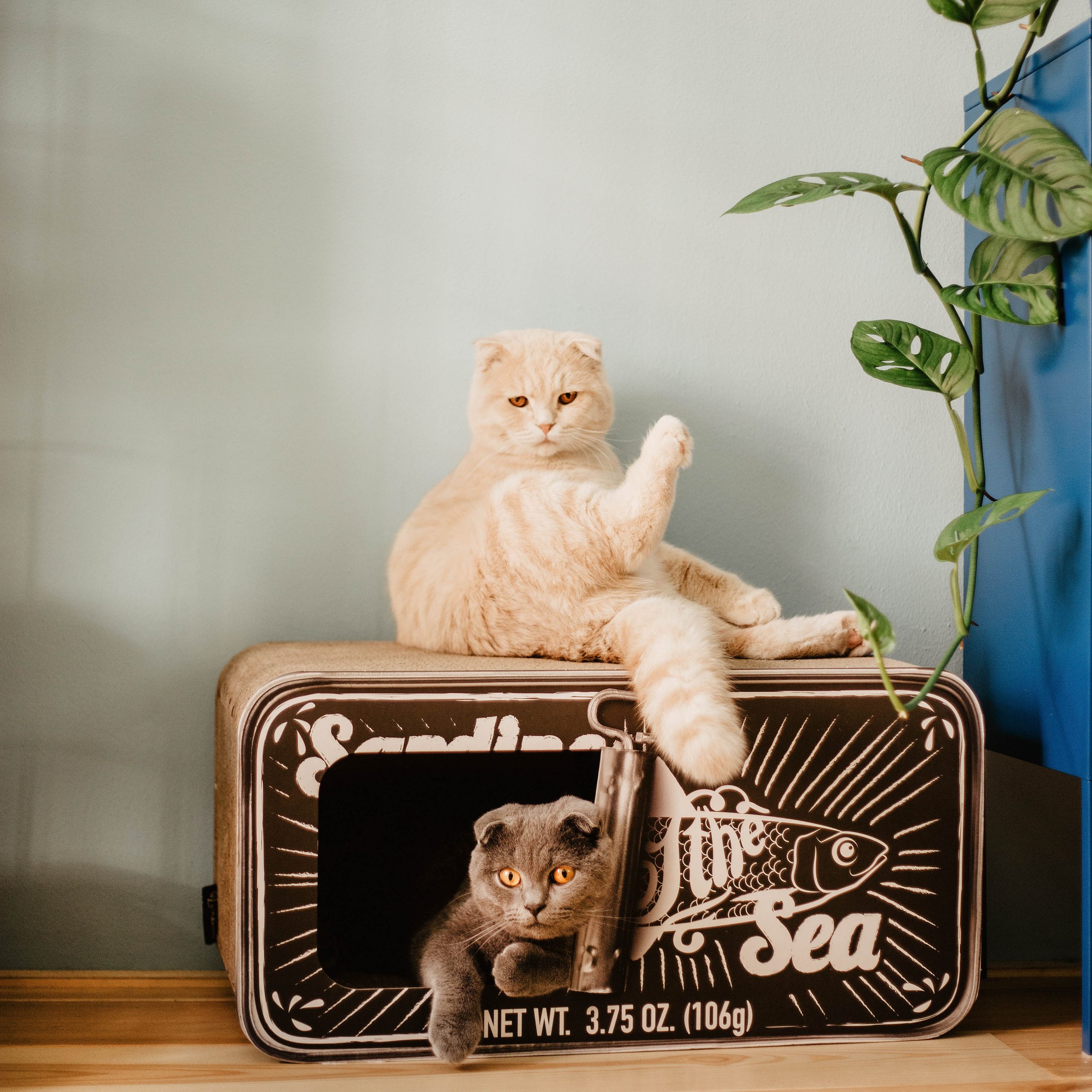 District 70 Sardine, Black - Image 2