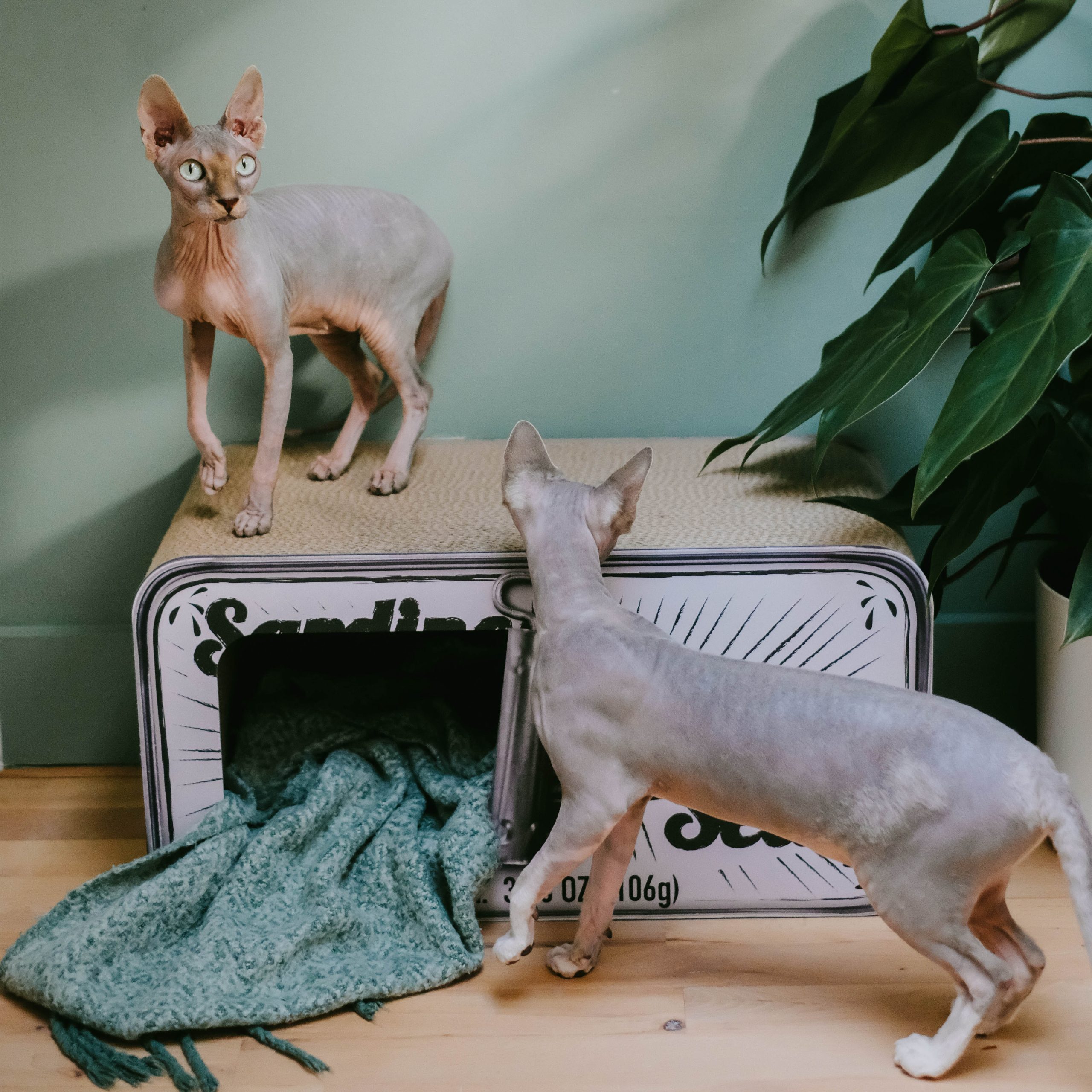 District 70 Sardine, White - Image 4