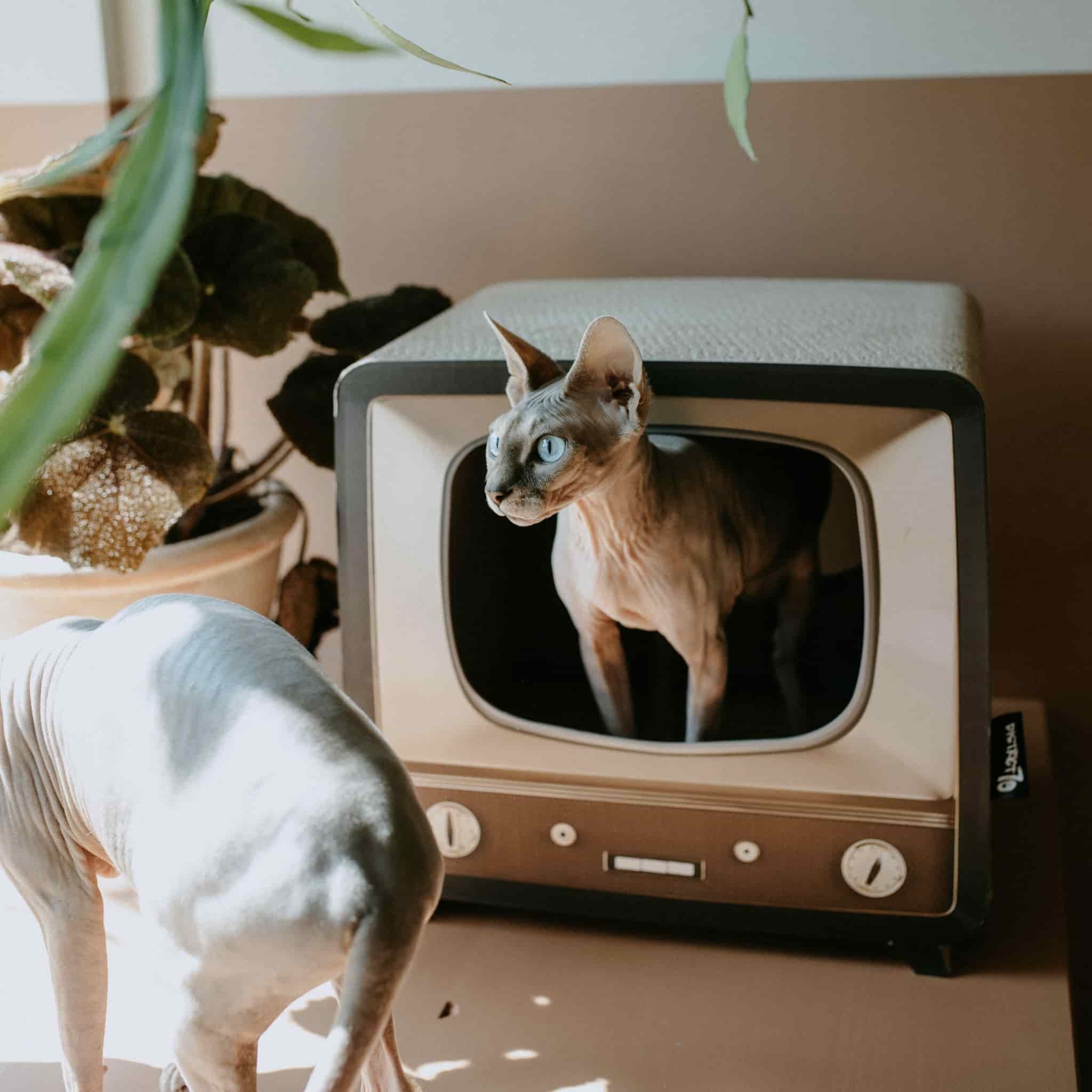 District 70 Telly, Retro Design Cat Scratcher